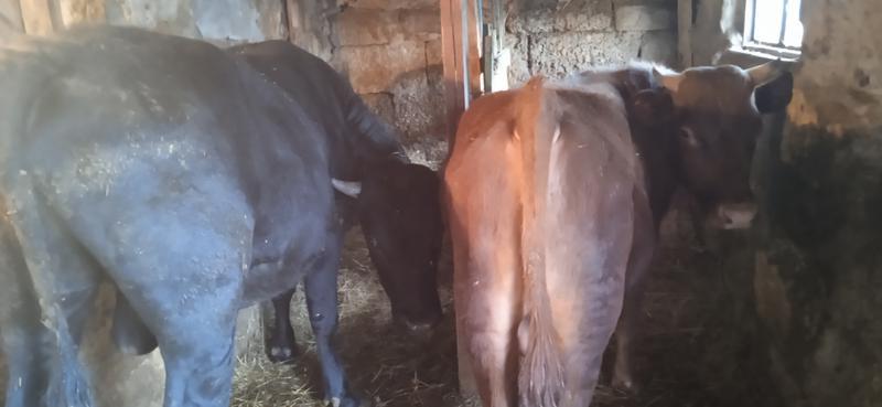 Фото: Продам быков, цена 100000 рублей — объявления в Джанкое