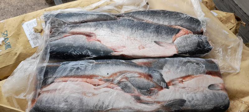 Фото: Купить рыба Кета свежая в Лесосибирске — объявление