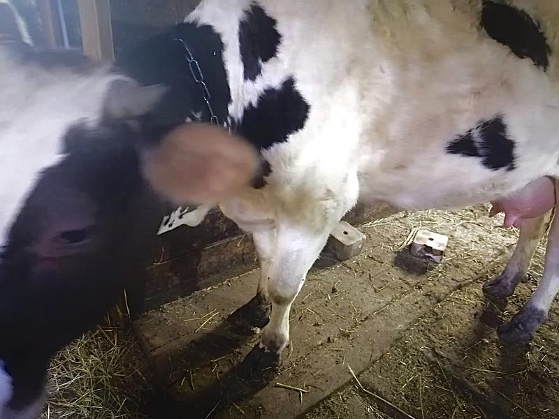 Фото: Купить коровы оптом в Ефремове, цена 300000 рублей — объявление
