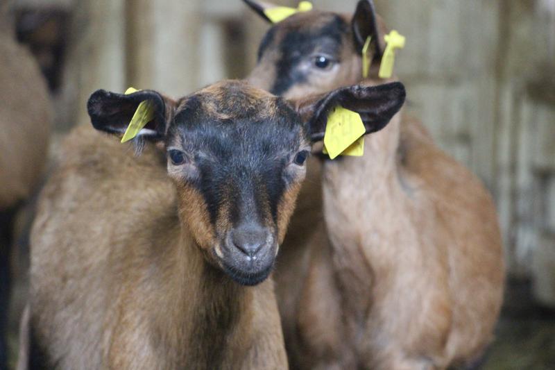 Фото: Купить козы альпийской породы в Приозерске, цена 25000 рублей — объявление