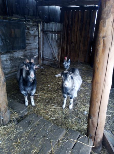 Фото: Продам козла можно с козой — объявления в Минусинске