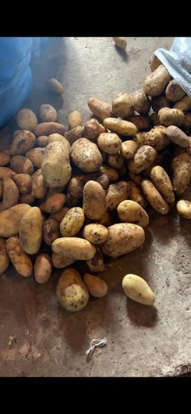 Фото: Купить картофель опт от 100 кг в Анапе — объявление