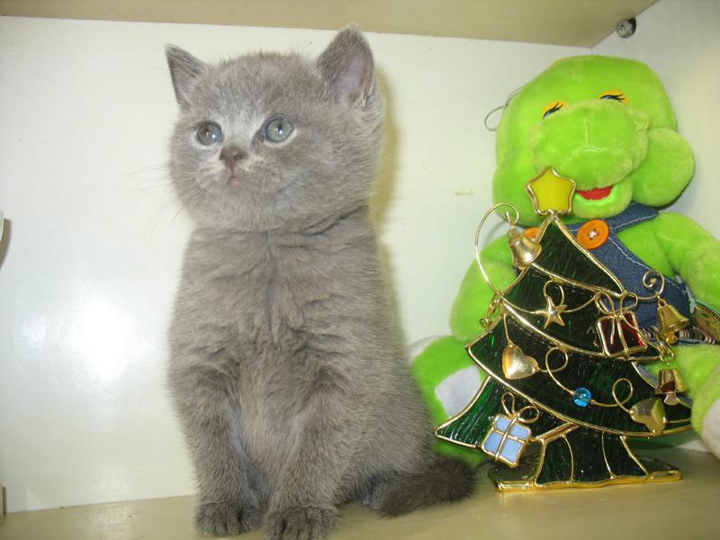Фото: Купить британские ласковые котятки в Москве, цена 7000 рублей — объявление