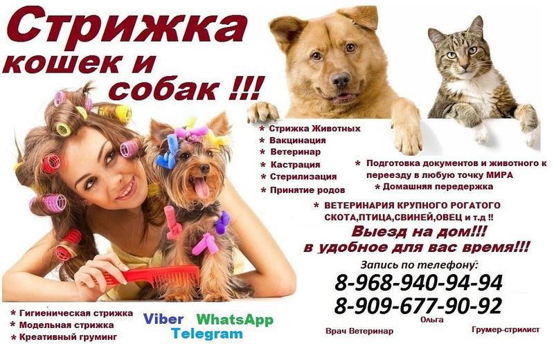 Фото: Купить стрижка животных,стрижка кошек и собак,Груминг кошек,Парикмахер для кошки выезд на дом в Москве — объявление