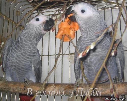 Фото: Купить жако птенцы выкормыши от заводчика в Туле, цена 150000 рублей — объявление