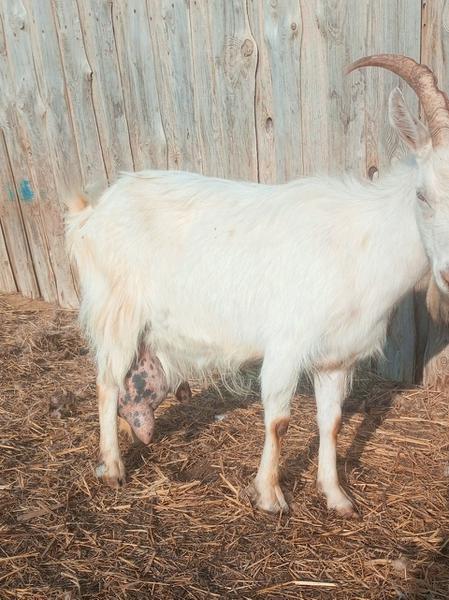 Фото: Купить дойные козы в Комсомольском, цена 7000 рублей — объявление