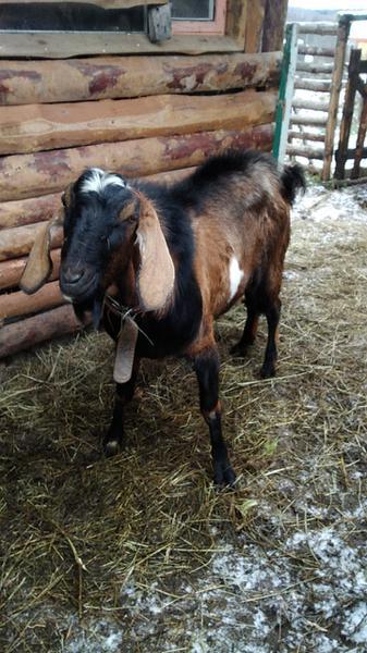 Фото: продам англо-нубийского козла, цена 6000 рублей — объявления в Касимове