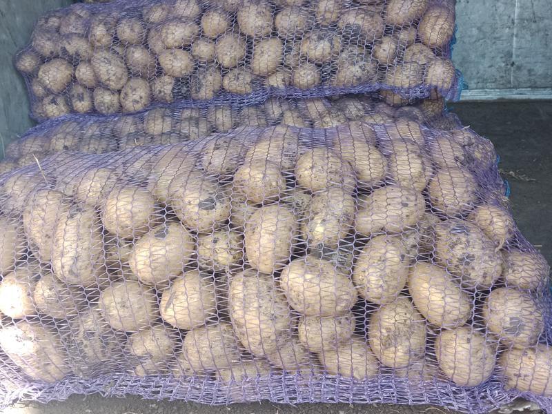 Фото: Картофель в Абане, цена 35 рублей — объявления на Sobut
