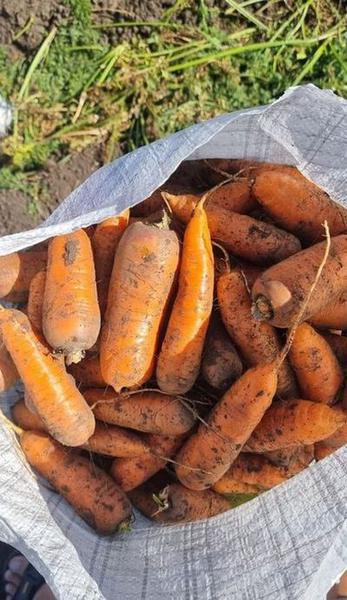 Фото: Вкусная морковь сортотипа Шантоне от поставщика в Барнауле, цена 15 рублей — объявления на Sobut