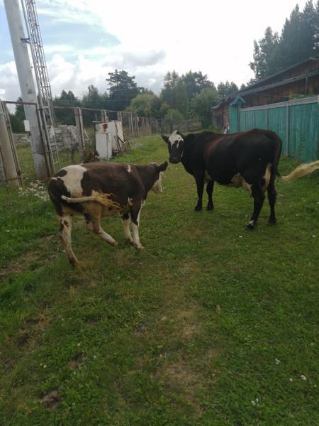 Фото: Продам корову и нетель — объявления в Иркутской области