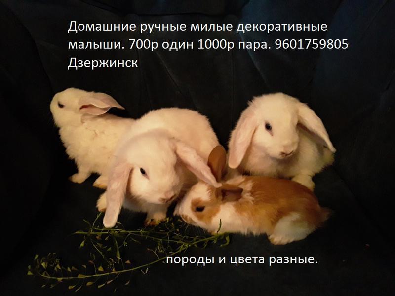 Фото: Купить кролики карликовые малыши в Дзержинске, цена 500 рублей — объявление