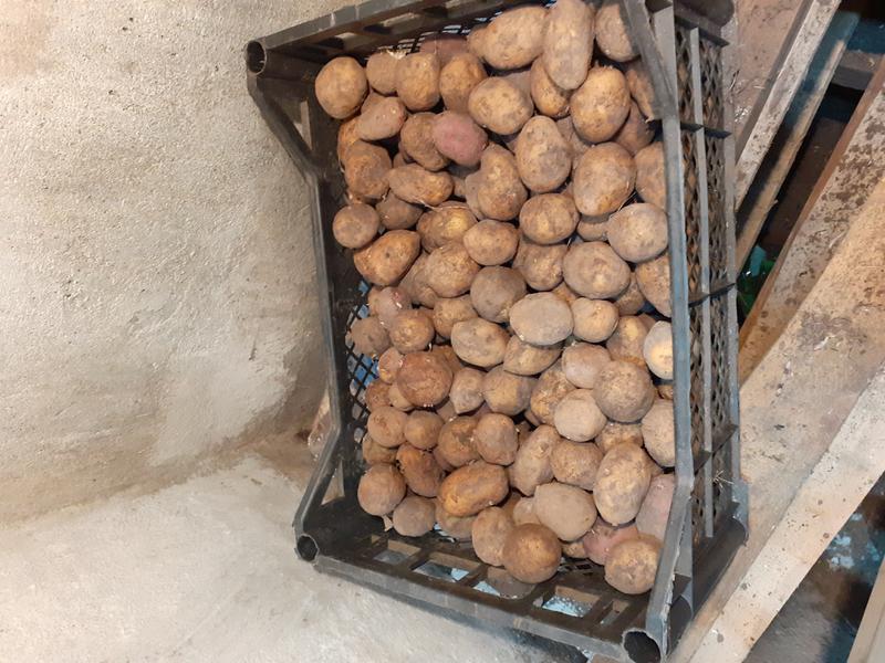 Фото: Купить картофель мелко-средний 1,5 ведра в Кушве, цена 150 рублей — объявление