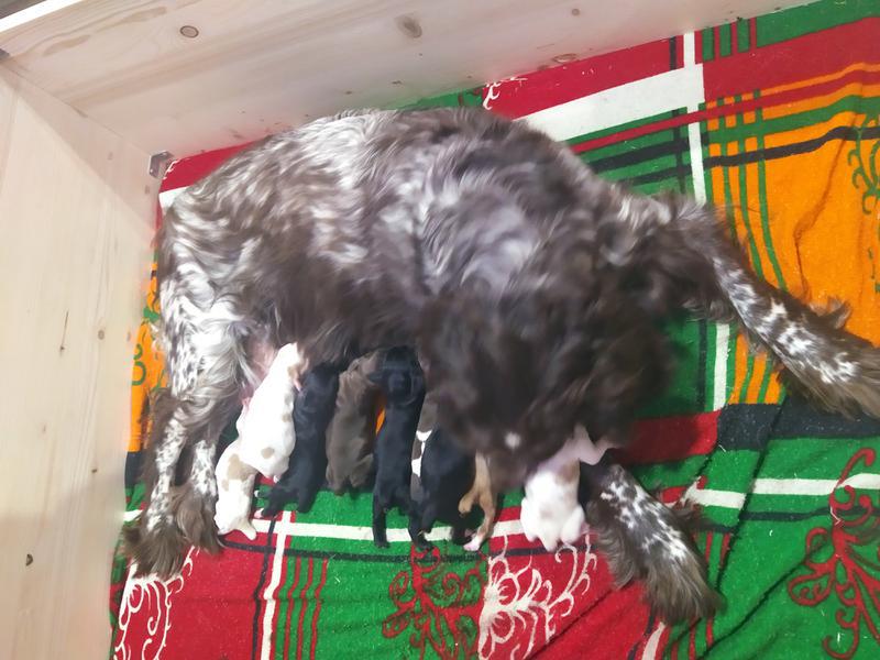 Фото: Купить щенки русского охотничьего спаниеля в Магнитогорске, цена 7000 рублей — объявление