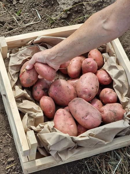 Фото: Июльский урожай ранней картошки на Алтае уже в продаже в Барнауле, цена договорная — частные объявления на Sobut