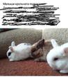 Кролики маленькие домашние. дзержинск