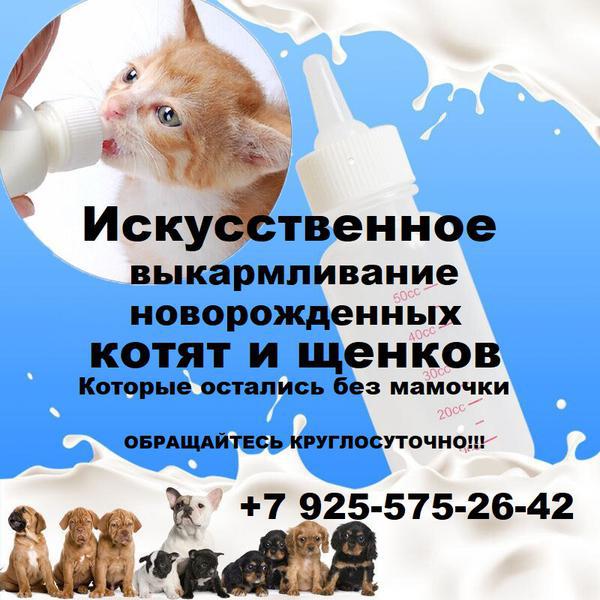 Фото: Помощь в искусственном выкармливании новорожденных щенков и котят Которые остались без мамы в Москве, цена договорная — частные объявления на Sobut