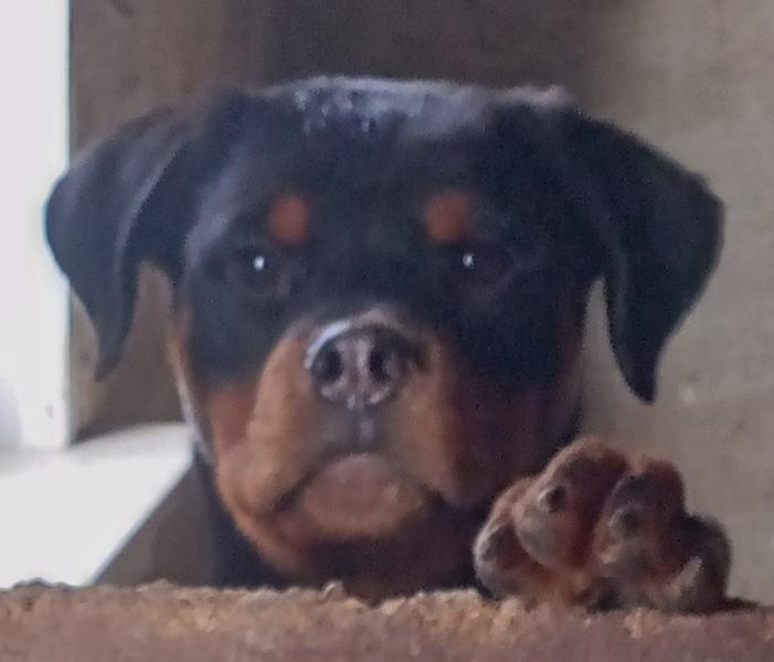 Фото: Купить щенки ротвейлера в Миассе, цена 25000 рублей — объявление