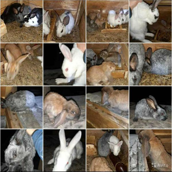 Фото: Купить породистые кролики и мясо в Рыбном, цена 400 рублей — объявление