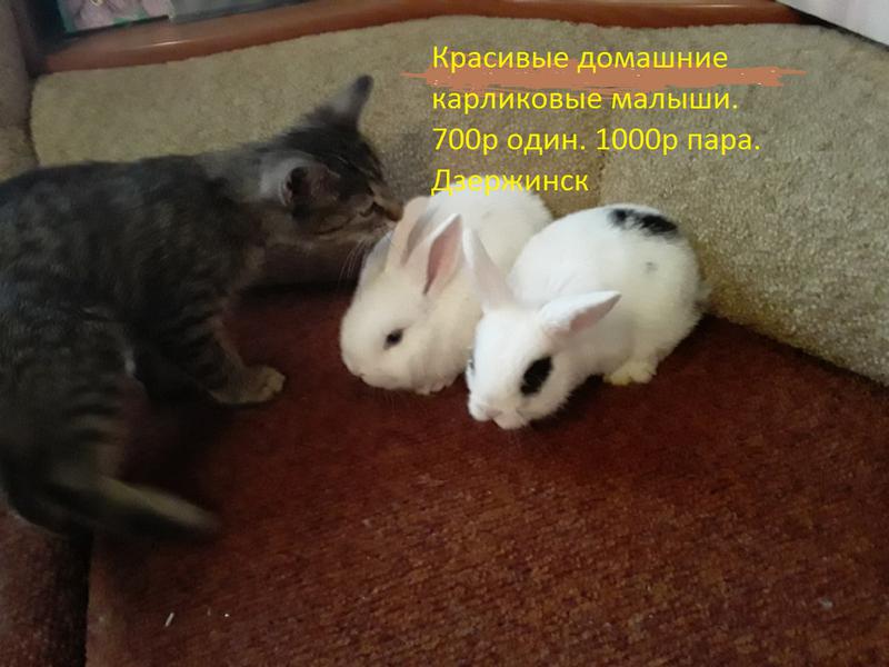 Фото: Купить милые домашние крольчата декоративные в Дзержинске, цена 500 рублей — объявление