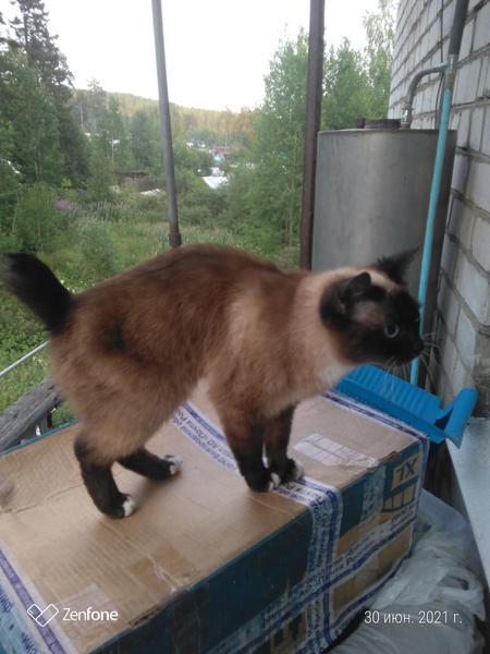 Фото: Купить кошка курильского бобтейла в Лесном, цена 5 рублей — объявление