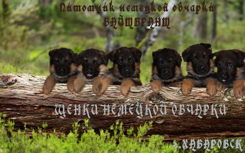 Фото: Купить щенки немецкой овчарки в Благовещенске, цена 35000 рублей — объявление
