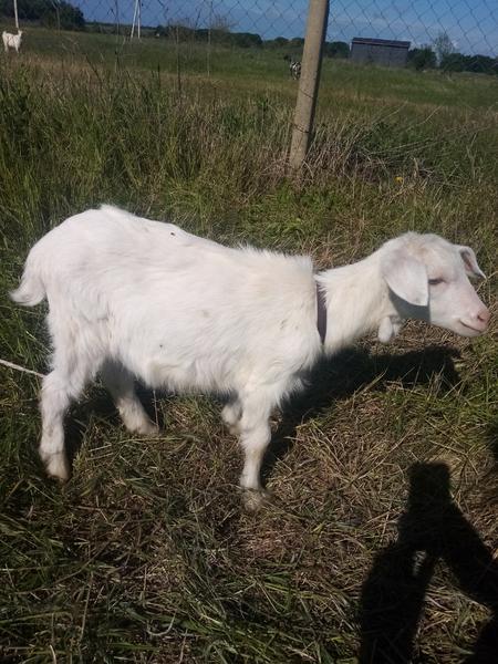 Фото: Купить коза и козочка в Темрюке, цена 1 рублей — объявление