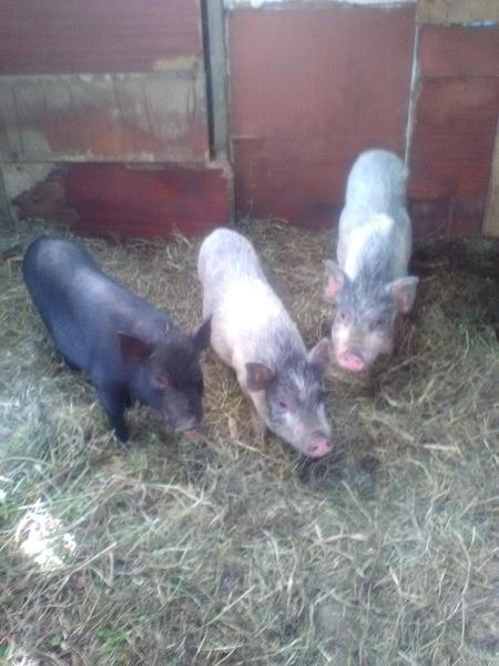 Фото: Продам свинку (беременную), цена 2000 рублей — объявления в Челябинской области