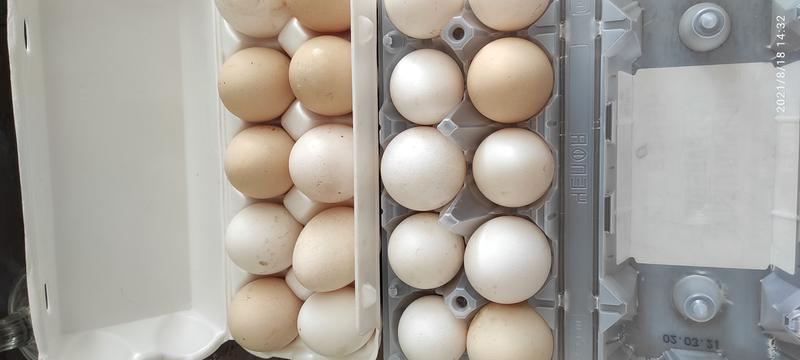 Фото: Купить яйца куриные домашние в Чебоксарах, цена 80 рублей — объявление
