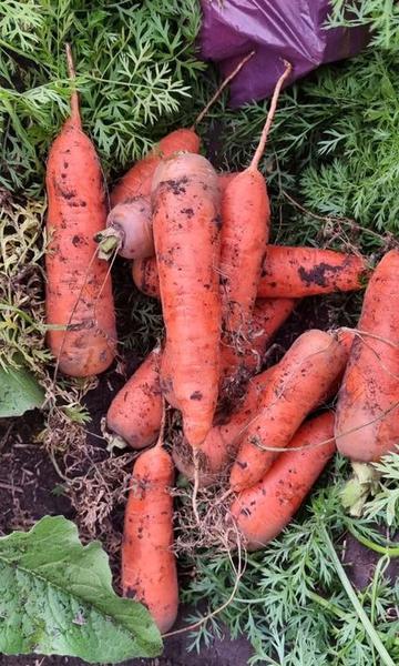 Фото: Отборные сорта моркови без трещин в Барнауле в Барнауле, цена 19 рублей — объявления на Sobut