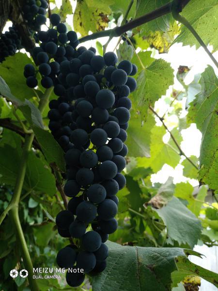 Фото: Купить виноград винный в Прохладном, цена 30 рублей — объявление