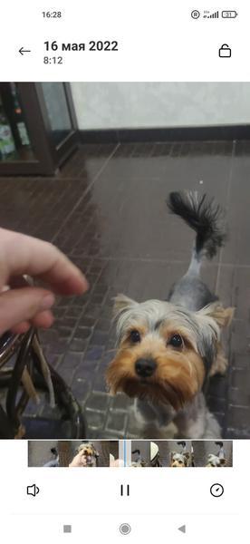 Фото: Купить потерялась собака в Архипо-Осиповке, цена 3000 рублей — объявление
