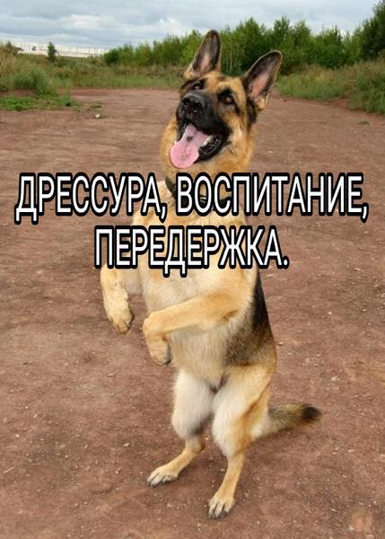 Фото: Дрессировка собак в Зеленодольске, цена 1000 рублей — объявления на Sobut