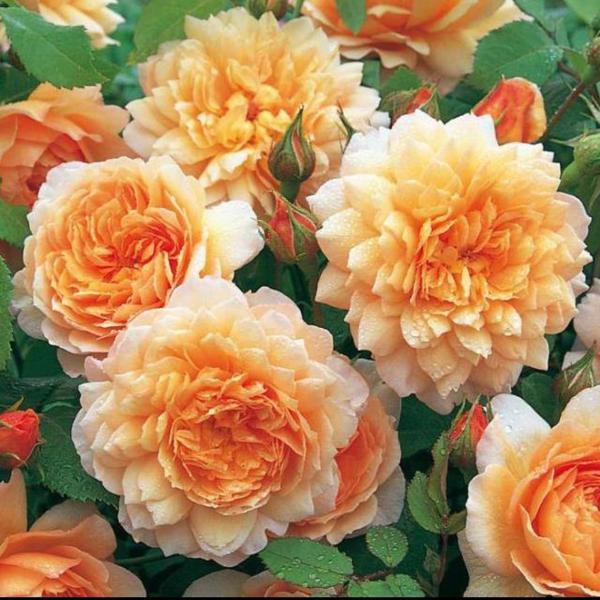 Фото: Купить растения, цветы для дома, сада или офиса в Кумертау, цена 250 рублей — объявление