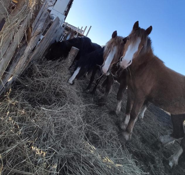 Фото: Купить лошади в Месягутове, цена 100000 рублей — объявление