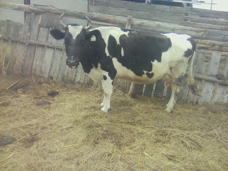 Фото: Продам корову — объявления в Гурьевске