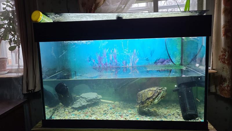 Фото: Купить отдам красноухую черепаху с аквариумом (25 л) и кормом в Рузе, цена 1 рублей — объявление