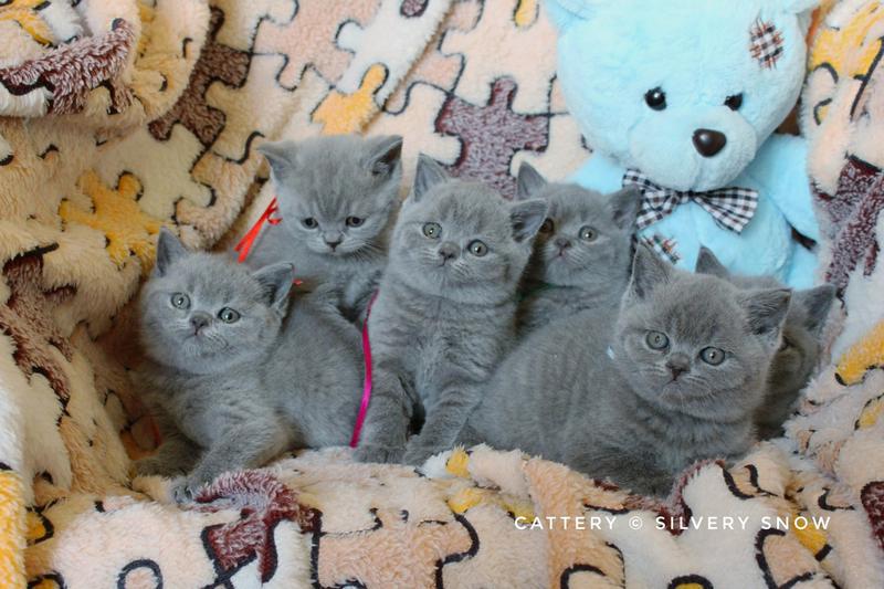 Фото: Купить голубые британские котята из питомника в Москве — объявление