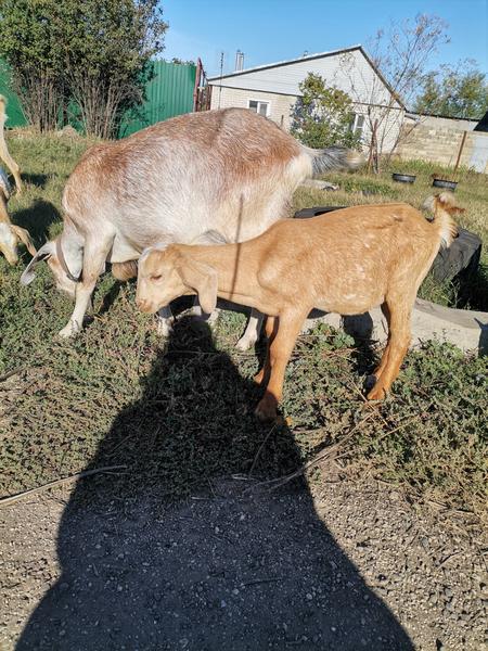 Фото: Купить малоко от нубиских коз в Ельце — объявление