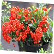 Пираканта Оранж Глоу Pyracantha Orange Glow 1, 5л